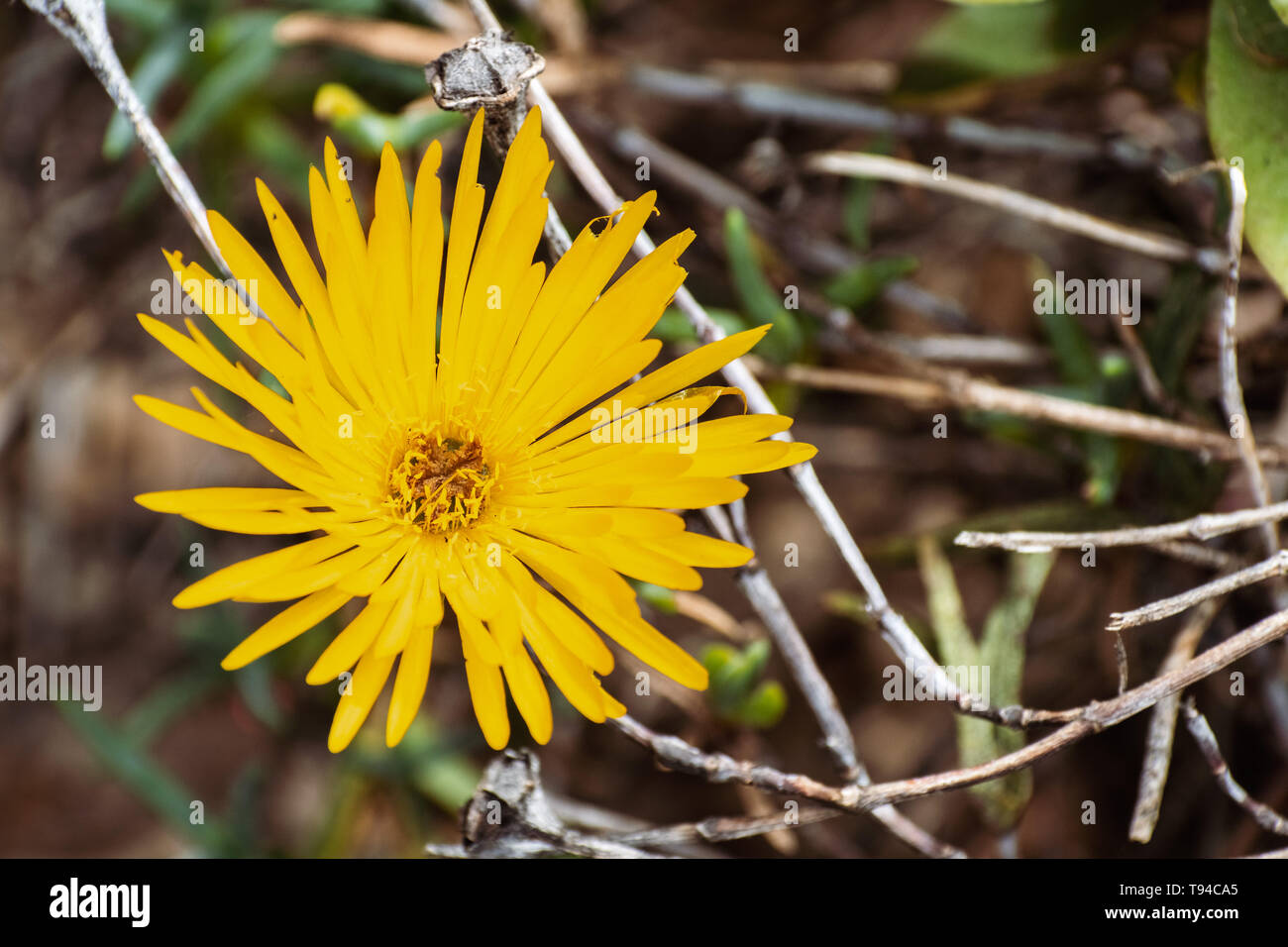 Close up of Noon flower ice plant (Lampranthus glaucus) flower Stock Photo