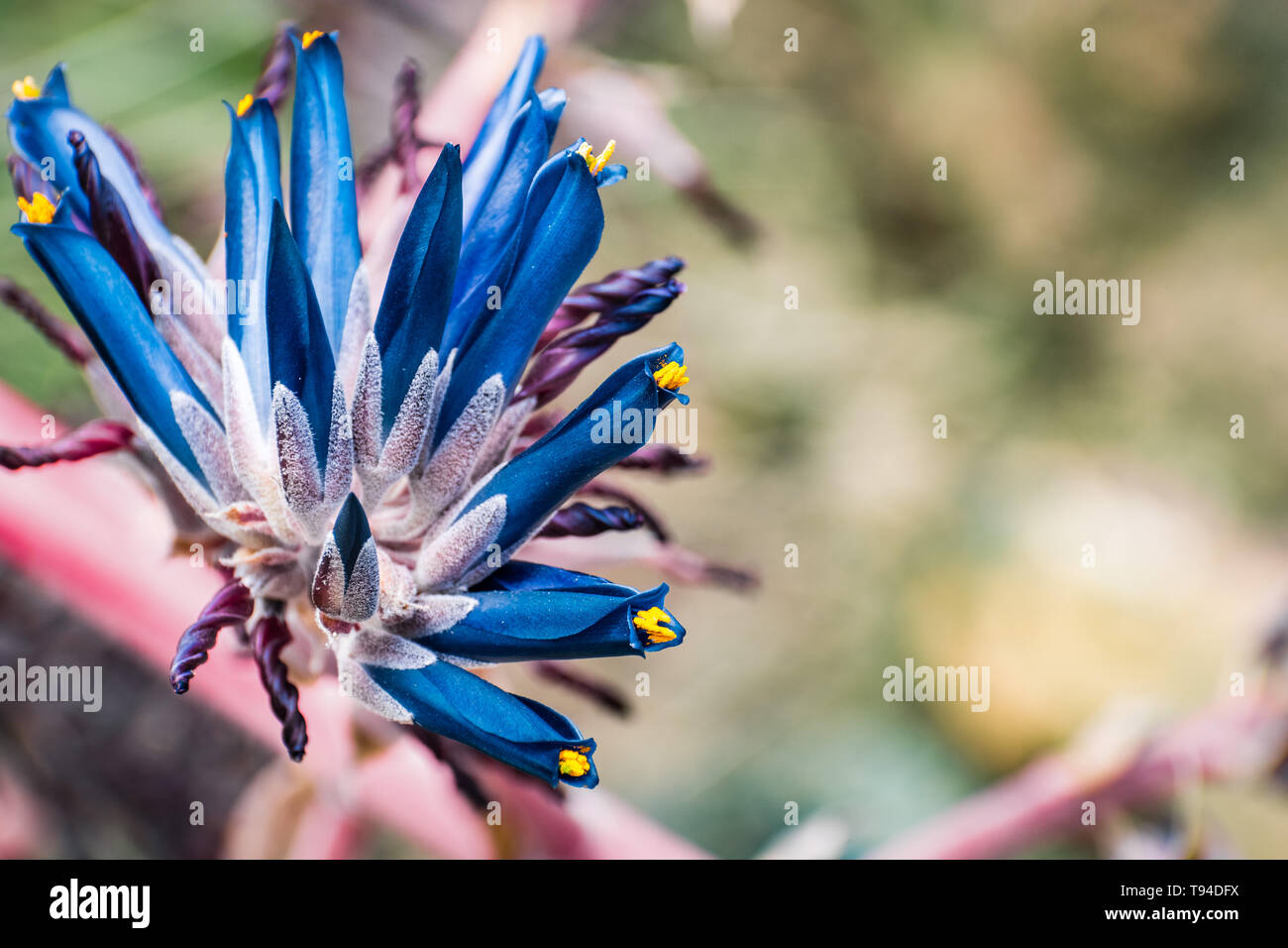 Close up of blooming Puya coerulea plant, native to Chile Stock Photo