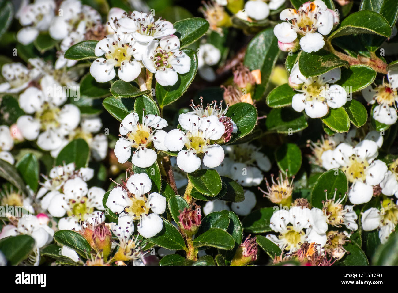 Bearberry cotoneaster (Cotoneaster dammeri) shrub, native to central and southern China, and naturalized in Europe Stock Photo