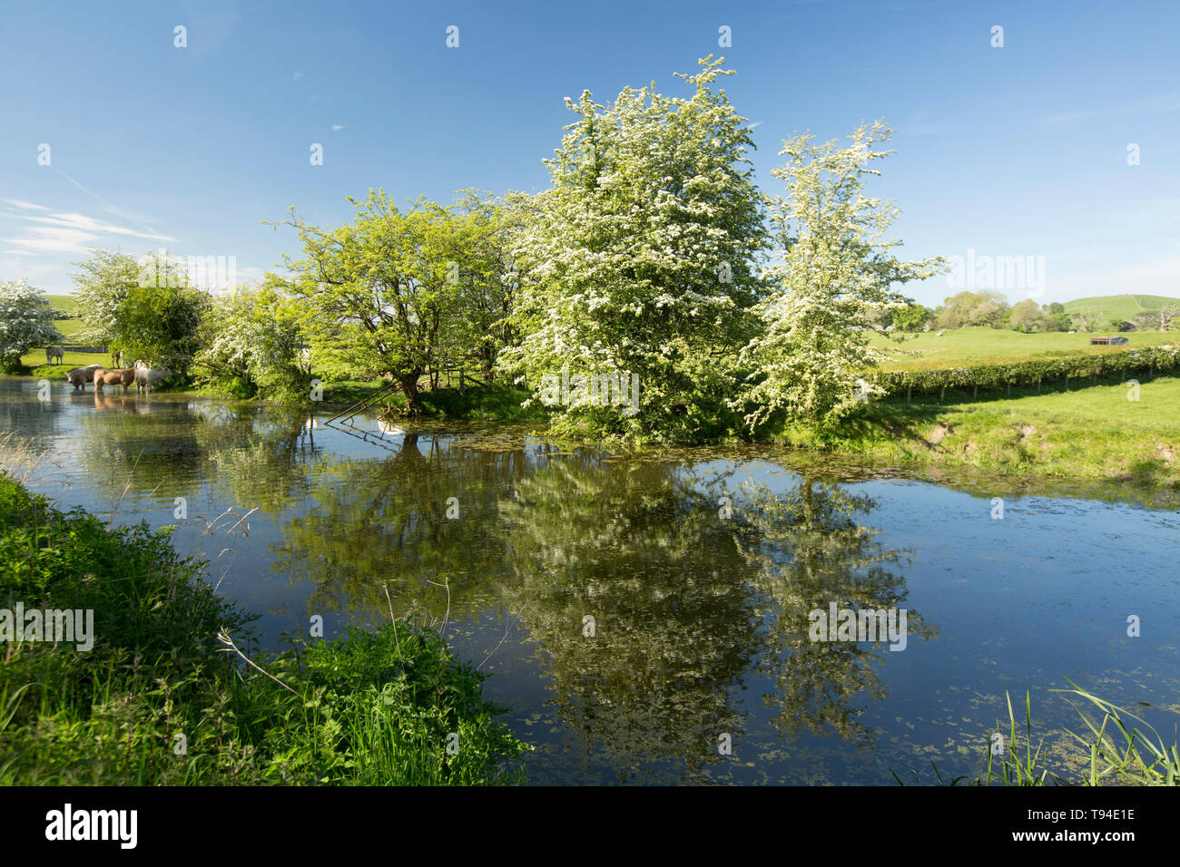A view of a disused section of the Lancaster canal near the village of Crooklands in Cumbria with cattle feeding and drinking and flowering hawthorn t Stock Photo