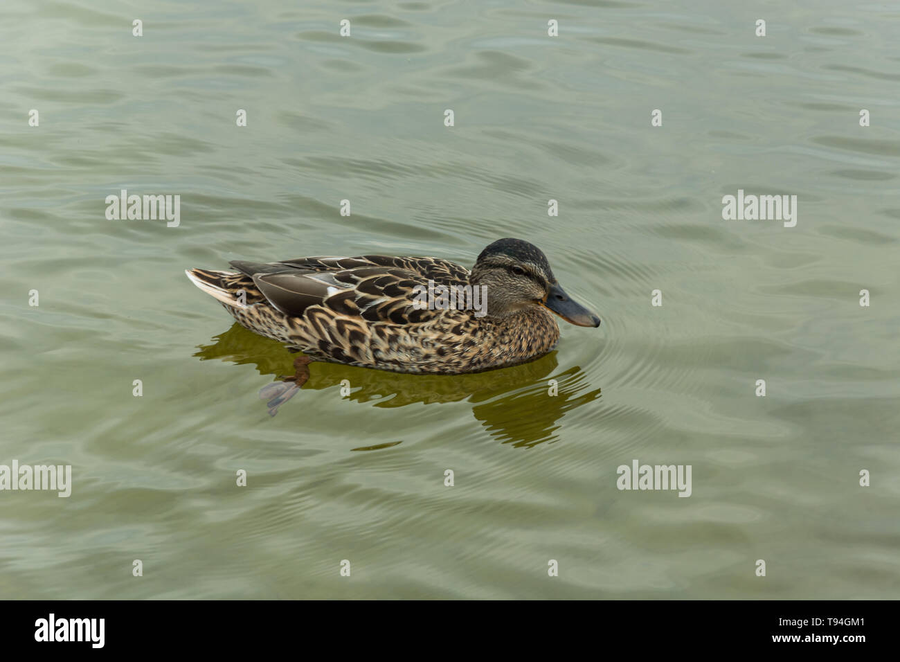 Brown mallard duck swimming in the water - female Stock Photo