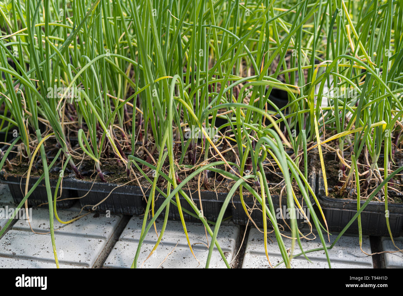 Young onion cultivation in seed trays Stock Photo Alamy