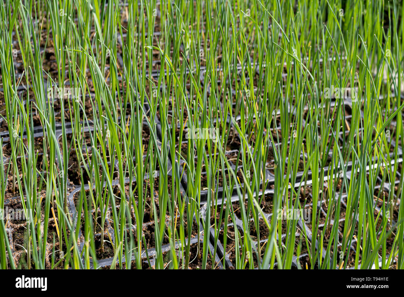 Young onion cultivation in seed trays Stock Photo Alamy