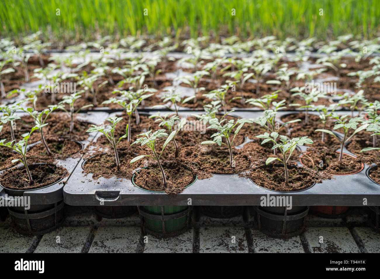 Tomato seedling trays hires stock photography and images Alamy
