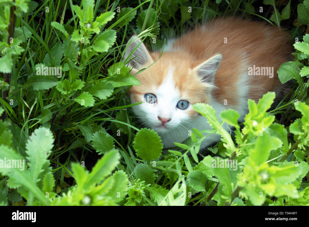 Young tabby kitten playing outside hi-res stock photography and images ...