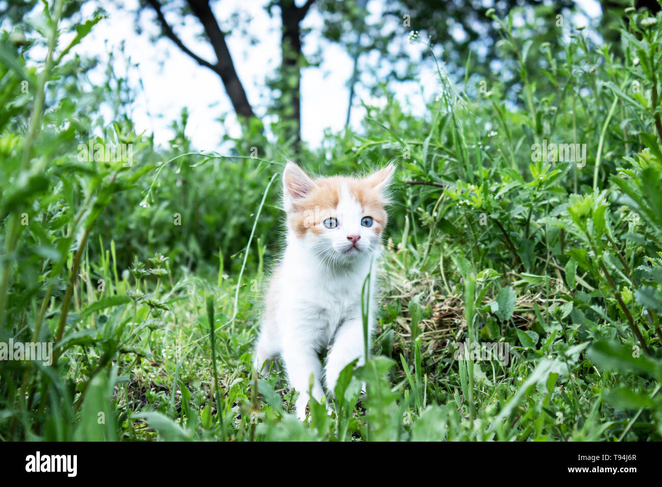 Young tabby kitten playing outside hi-res stock photography and images ...
