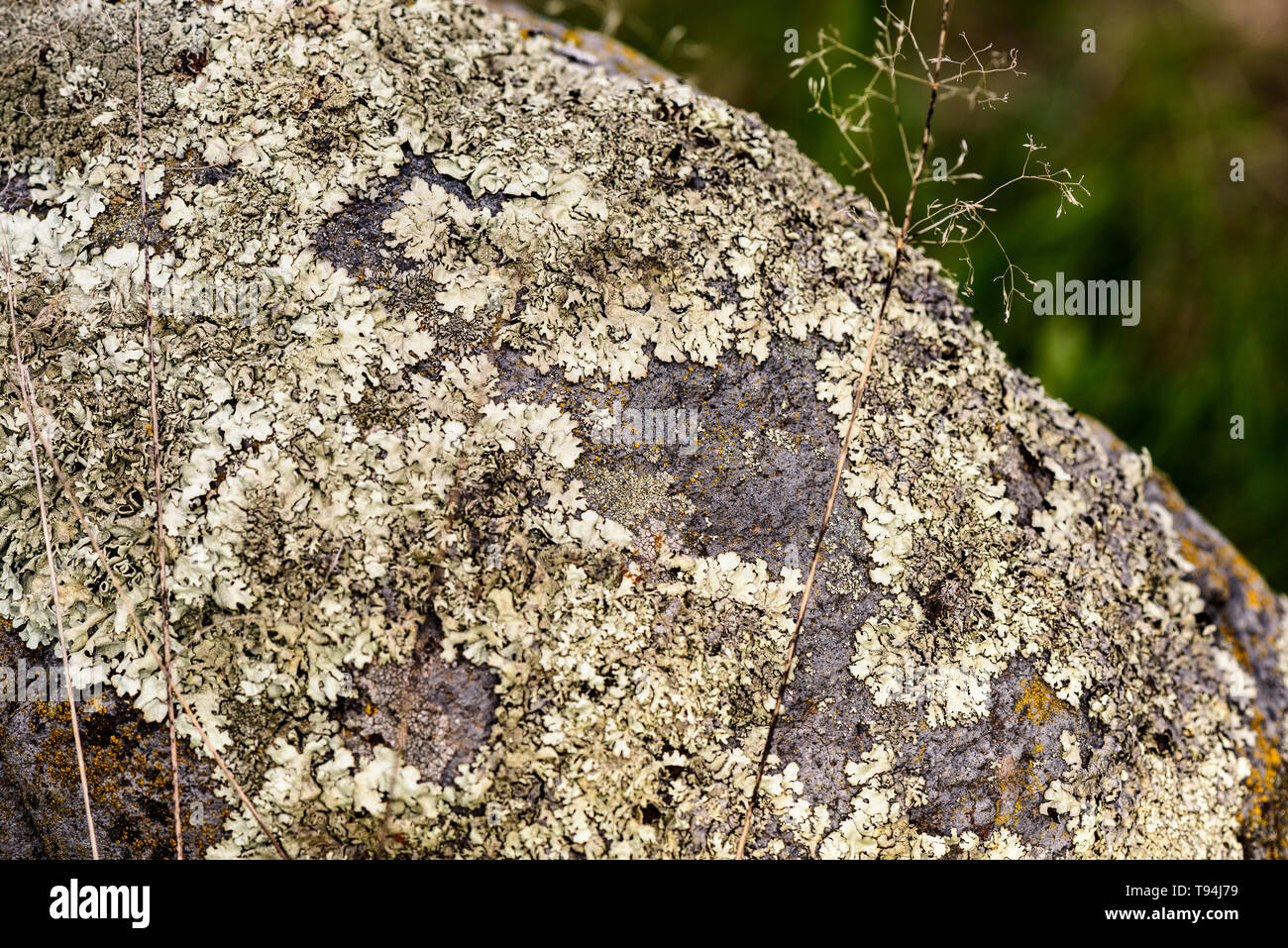 Patterns of Foliose lichen Flavoparmelia caperata on natural stone, close up. Stock Photo