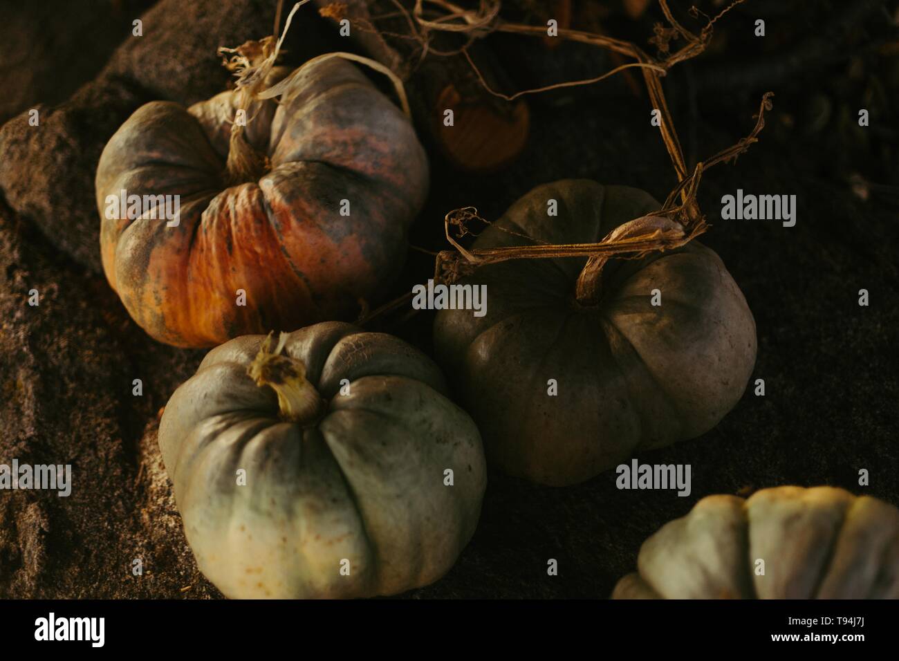 Blooming pumpkins shot from up close Stock Photo - Alamy