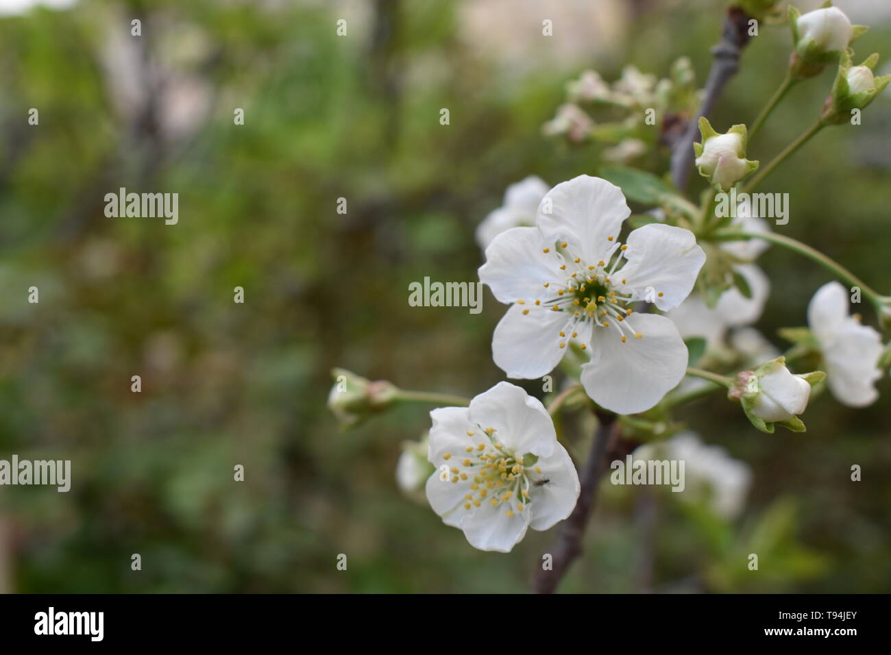 Cherry Blossoms Growing on Branch Stock Photo Alamy