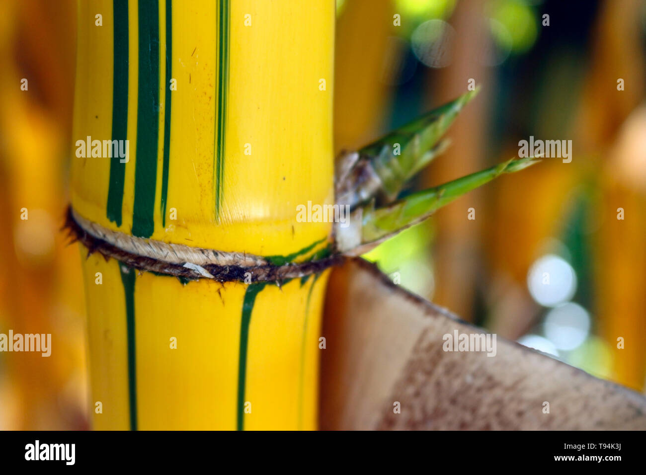 Close Giant Imperial Bamboo Yellow o rBambusa vulgaris var vittata, view of a growing knot and shoots. Stock Photo