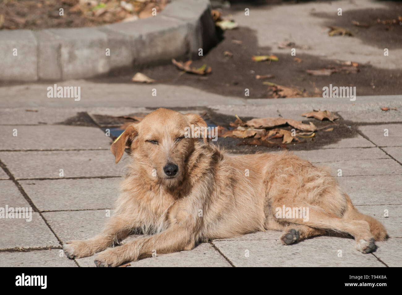 Stray dog lying on stone slabs sidewalk surface closeup in sunny summer day  Stock Photo - Alamy