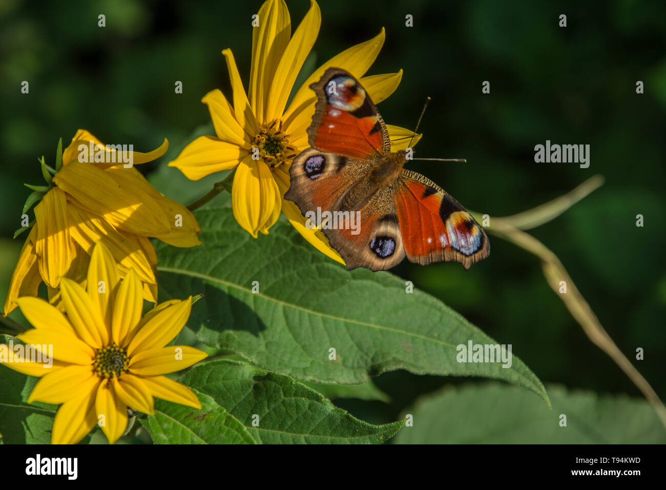 European peacock butterfly sitting on a large yellow flower Stock Photo ...