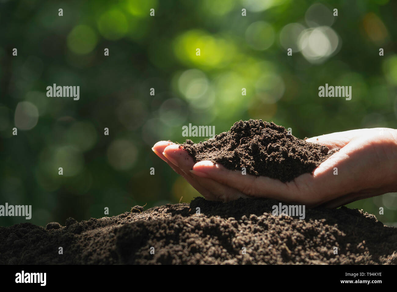 Hand of male holding soil in the hands for planting. Stock Photo