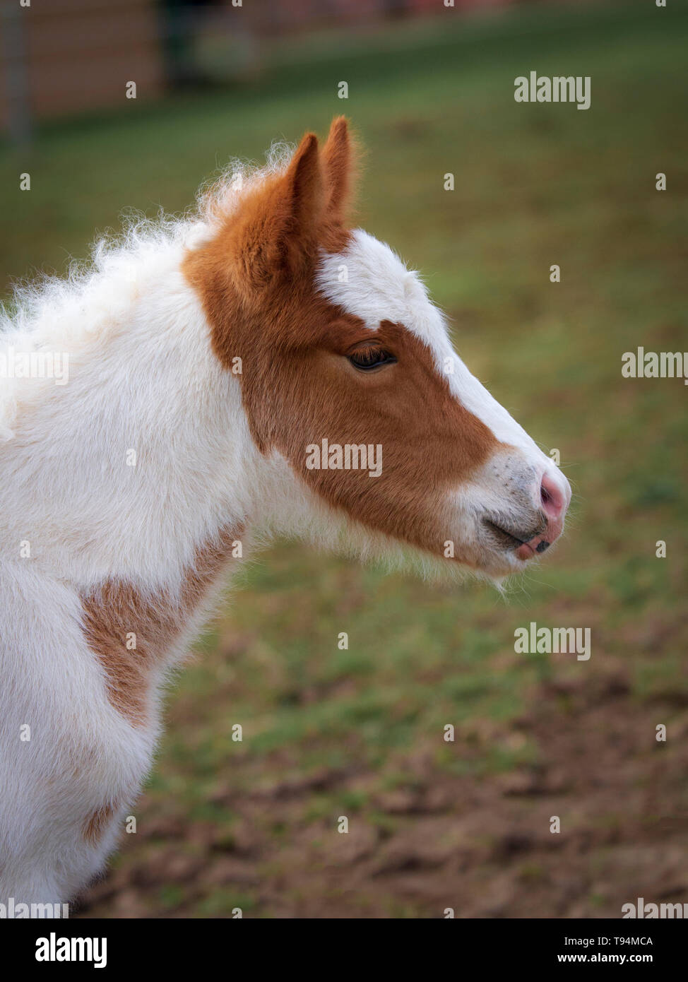 A chestnut pinto Icelandic filly Stock Photo