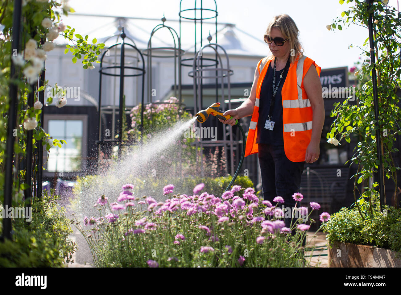 Flowers are watered during preparations for the RHS Chelsea Flower Show at the Royal Hospital Chelsea, London. Stock Photo