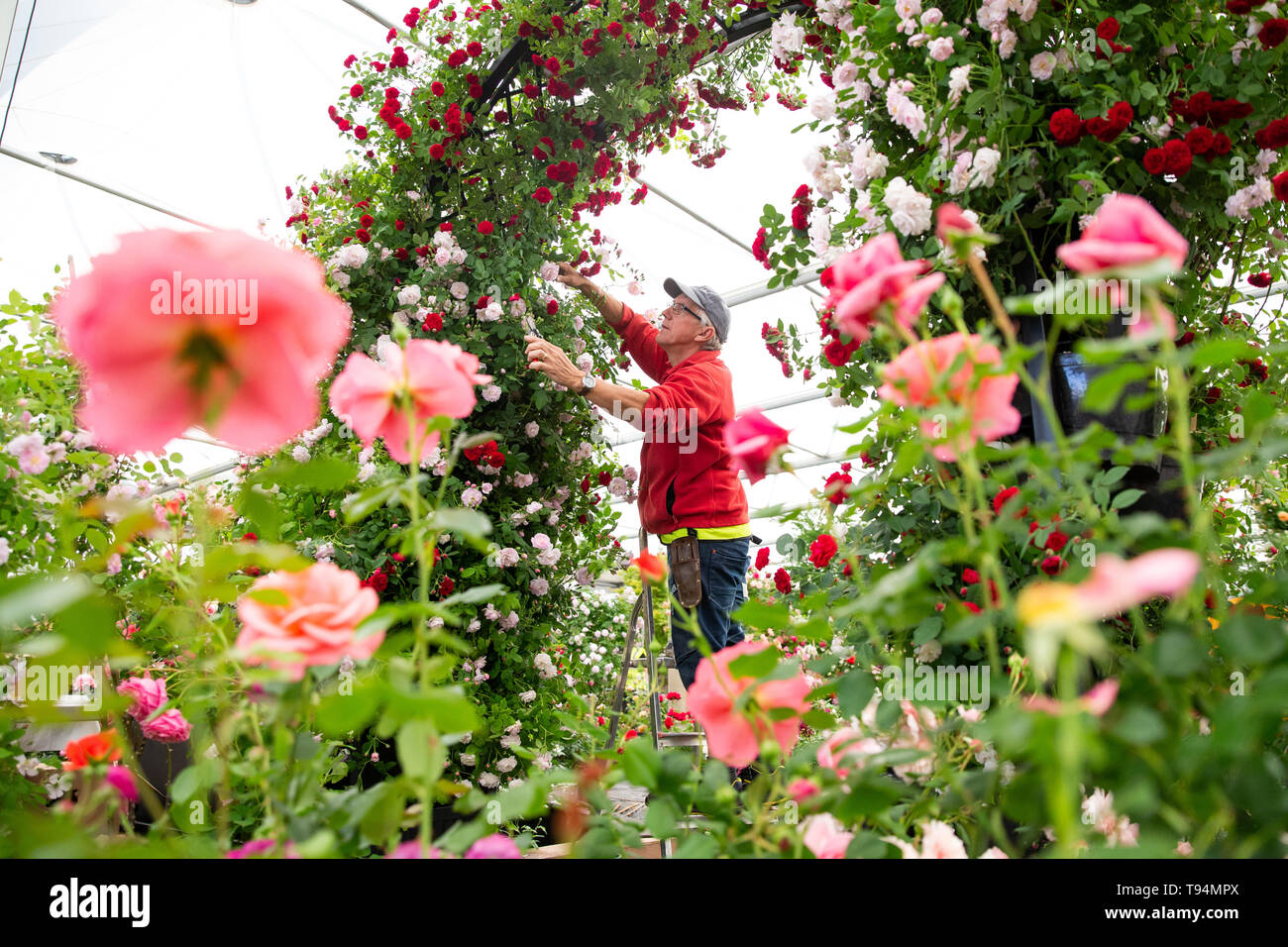A man prunes roses during preparations for the RHS Chelsea Flower Show at the Royal Hospital Chelsea, London. Stock Photo