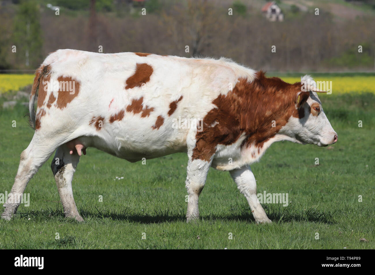 Brown cows grazing on green meadow grass landscapes Stock Photo - Alamy