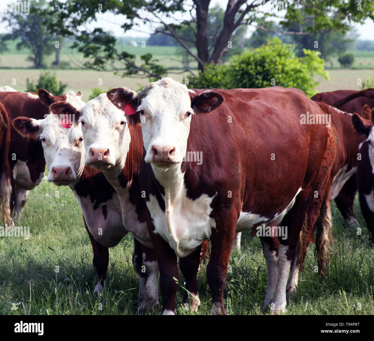 Hereford beef cows standing on a green pasture Stock Photo