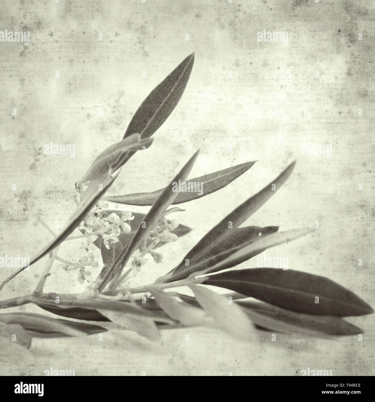 textured stylish old paper background, square, with olive tree flowers Stock Photo