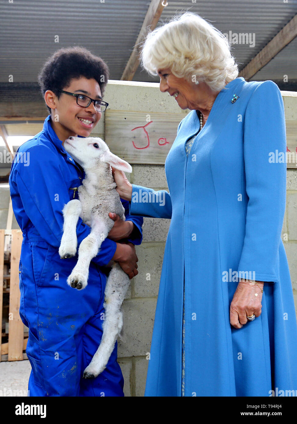 The Duchess of Cornwall meets a young lamb held by a student during a ...