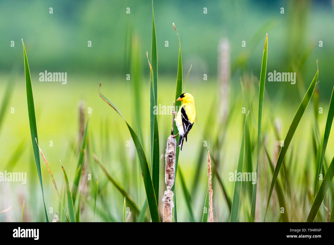 American Goldfinch sitting on a cattail at Great Meadows National Wildlife Refuge in Concord, Mass. Stock Photo