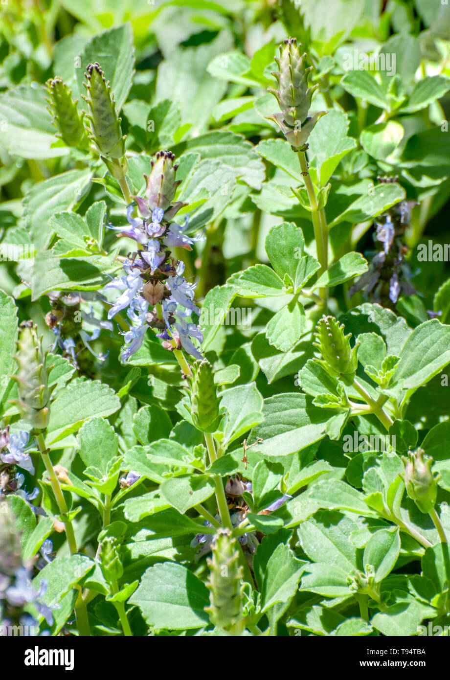 Blue Lobster flower Plectranthus neochilus (lobster bush, fly bush, or mosquito bush) is a perennial ground cover with highly fragrant, partially scal Stock Photo