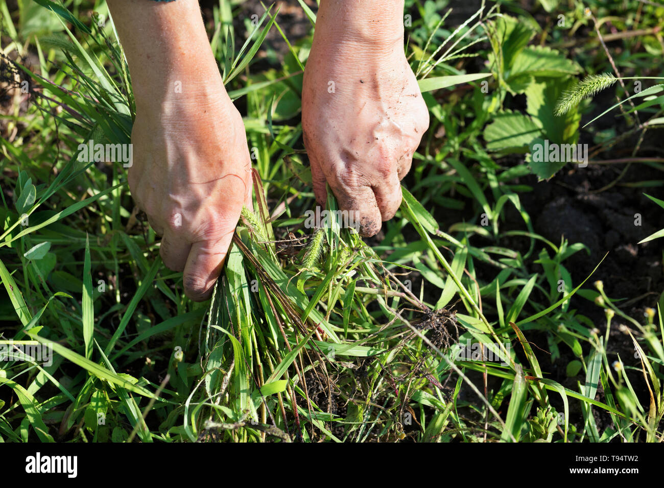 The farmer himself removes weeds from the soil on the field weeding strawberry bushes Stock