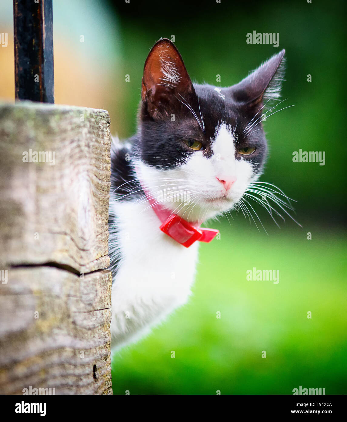 Black and white cat looks beautiful, background grass Stock Photo - Alamy