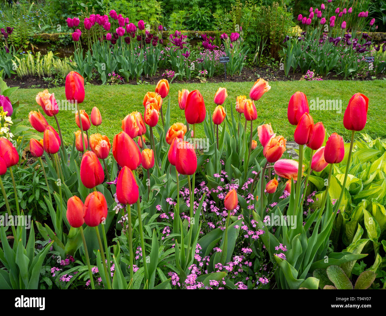 Tulip Avignon High Resolution Stock Photography And Images Alamy