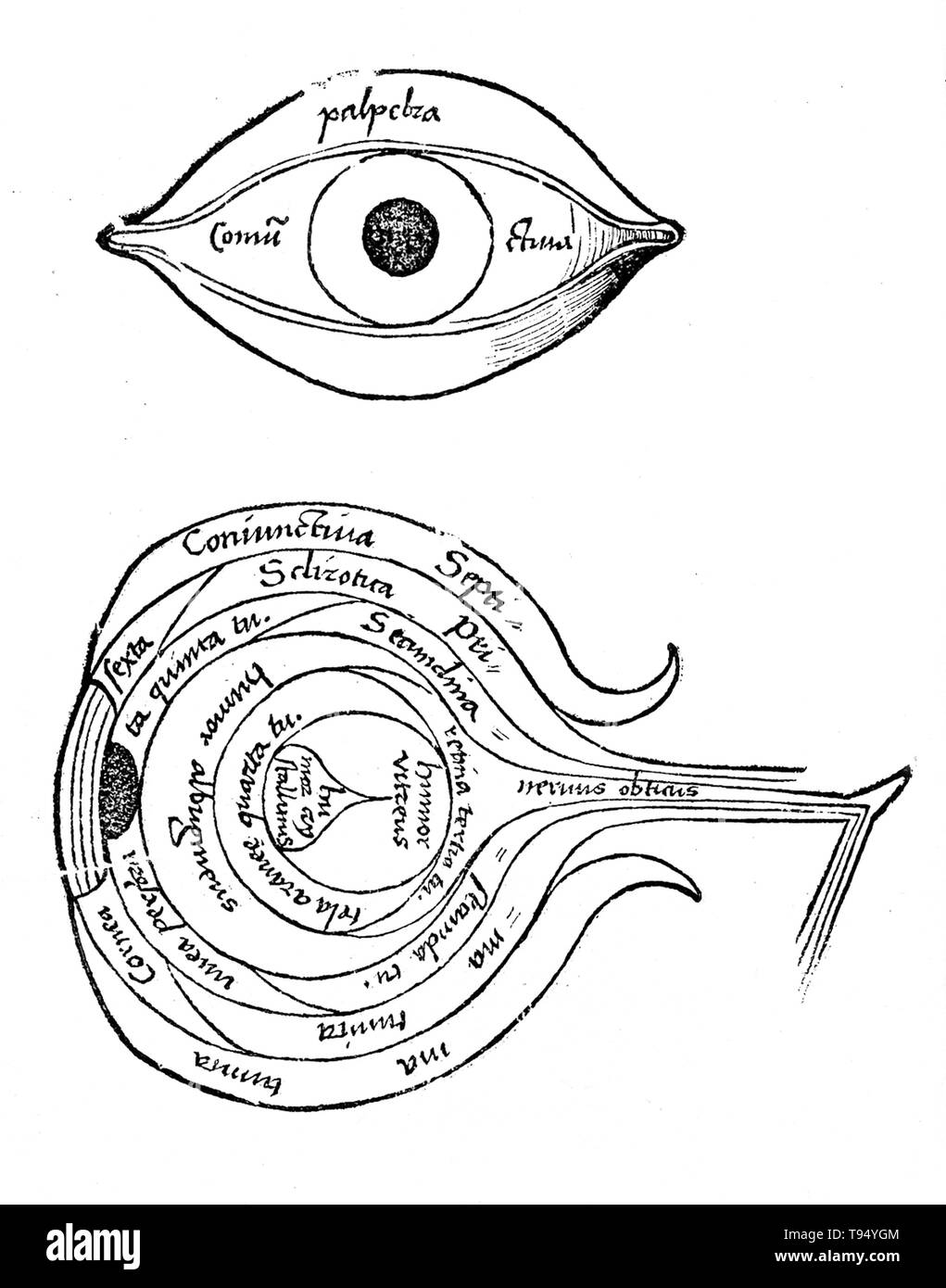 Diagram of the eye from Margarita philosophica by Gregor Reisch (1467-1525) was a German Carthusian humanist writer. His chief work is the Margarita philosophica, which first appeared at Freiburg in 1503. It is an encyclopedia of knowledge intended as a textbook for students, and contains in twelve books Latin grammar, dialectics, rhetoric, arithmetic, music, geometry, astronomy, physics, natural history, physiology, psychology, and ethics. The usefulness of the work was increased by numerous woodcuts and a full index. Stock Photo