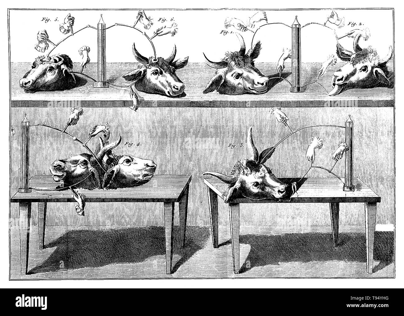 Galvanism experiments. Galvanism is the contraction of a muscle that is stimulated by an electric current. The effect was named after Luigi Galvani (September 9, 1737 - December 4, 1798), who investigated the effect of electricity on dissected animals in the 1780-90s. Giovanni Aldini (April 10, 1762 - January 17, 1834) was an Italian physicist and nephew of Galvani. Stock Photo