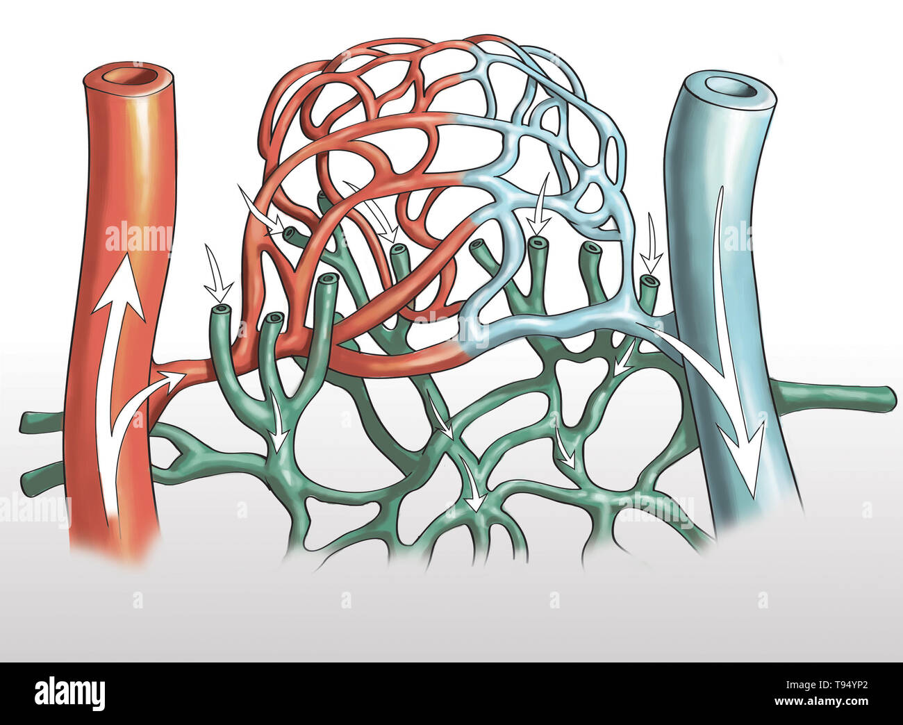 Illustration of blood vessels, artery and capillary networks in leg. Stock Photo