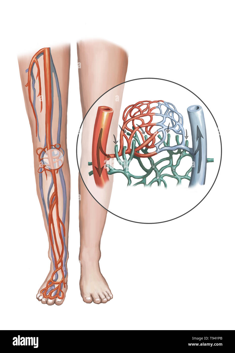 Illustration of blood vessels, artery and capillary networks in leg. Stock Photo