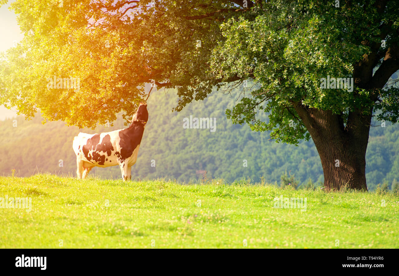 Cow eating leaf hires stock photography and images Alamy