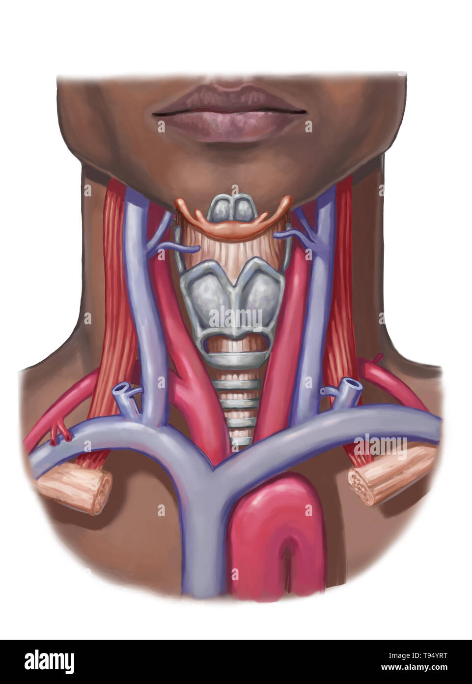 Neck anatomy, illustration. Stock Photo