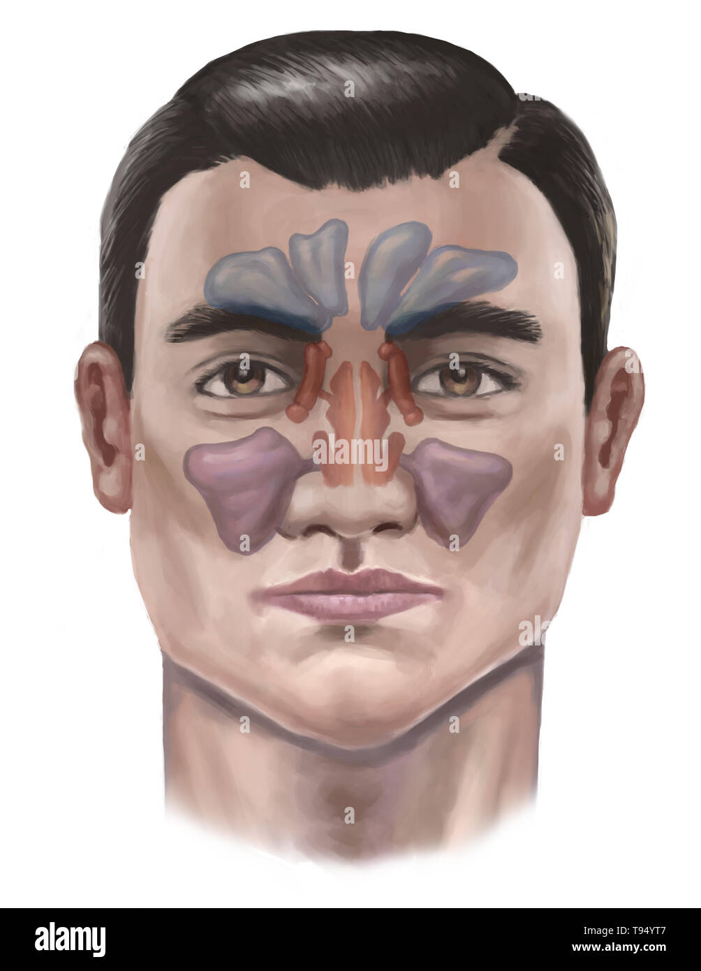 Illustration of the sinuses. From top to bottom, they include: the frontal sinus, the sphenoidal sinus, the ethmoid sinus, and the maxillary sinus. Stock Photo