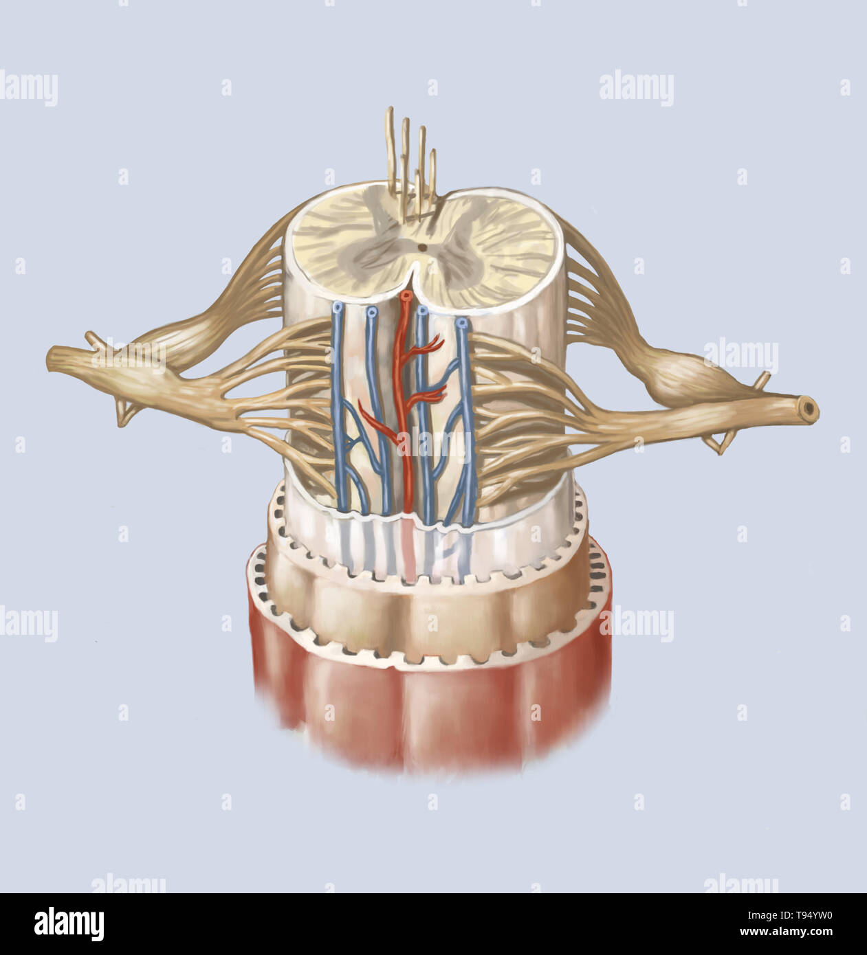 The spinal cord is formed by a cord of nervous tissue more than 16 inches (40 cm) in length located in the vertebral canal, inside the spinal column. It spans from the spinal bulb to the second lumbar vertebra and is extended by a collection of nervous fibers, the cauda equina. Composed of motor and sensory neurons, the spinal cord ensures the transmission of messages between the spinal nerves and the brain, in addition to being a reflex center. Stock Photo