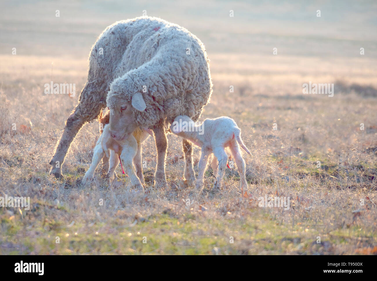 Mother sheep nursing lamb domestic hi-res stock photography and images ...