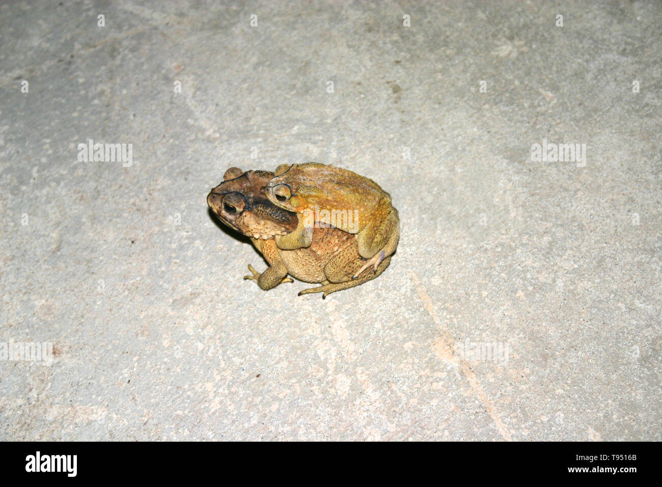two frogs piggyback in the evening Stock Photo - Alamy