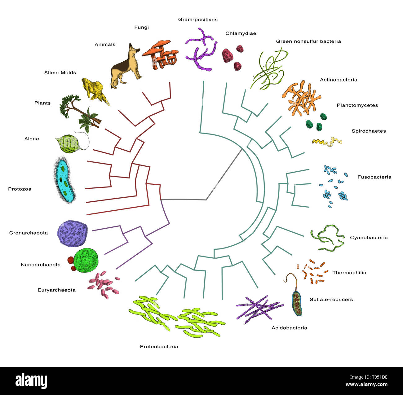 Phylogenetic (or evolutionary) tree, showing evolutionary relationships among various species, mostly bacteria. Stock Photo