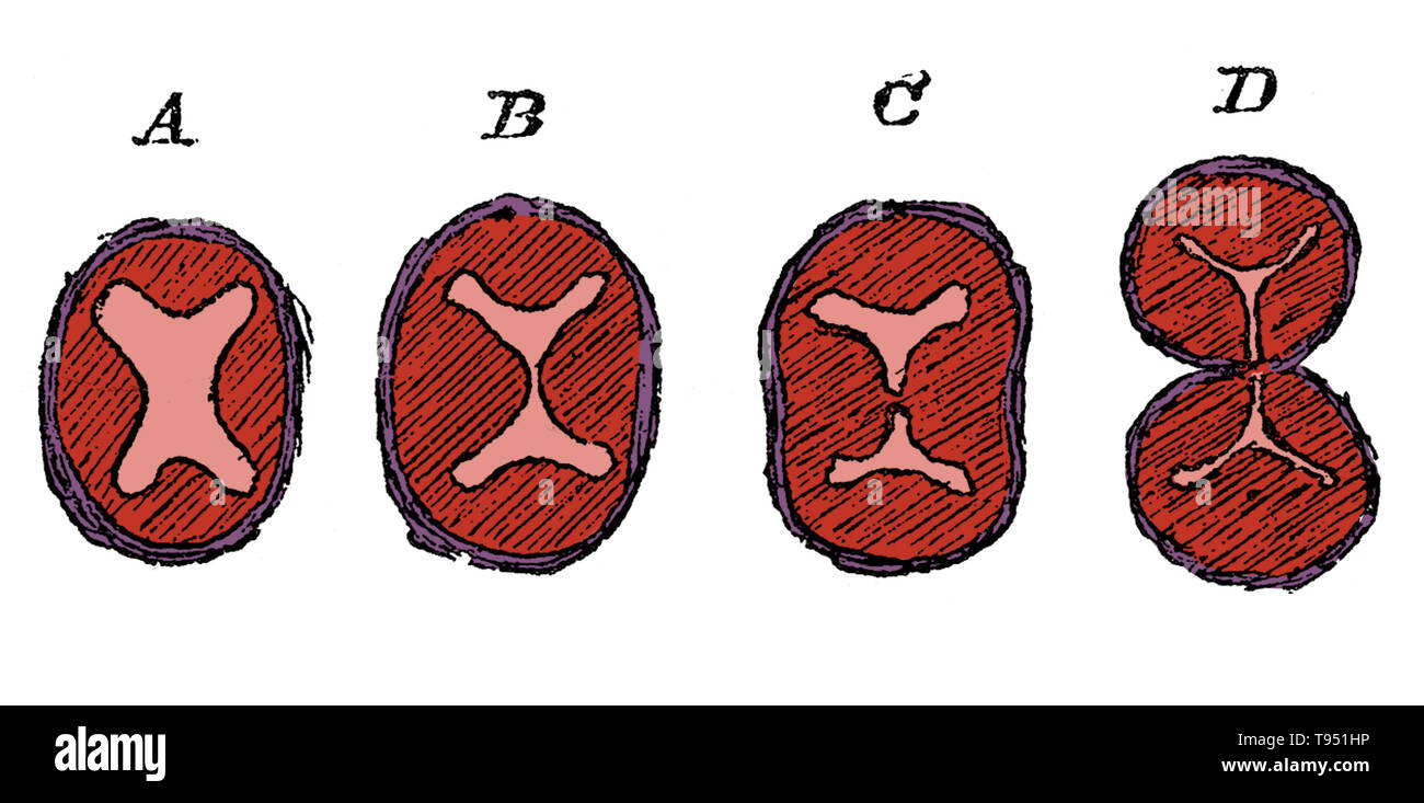 Diagram showing the division of the lower part of the bulbus aorta, aorta, and the formation of the semilunar valves. A, undivided truncus arteriosus with four endocardial cushions; B, advance of the two lateral cushions resulting in the division of the lumen; C, projection of three endocardial cushions in each part; D, the separation into aorta and pulmonary trunks completed. Stock Photo