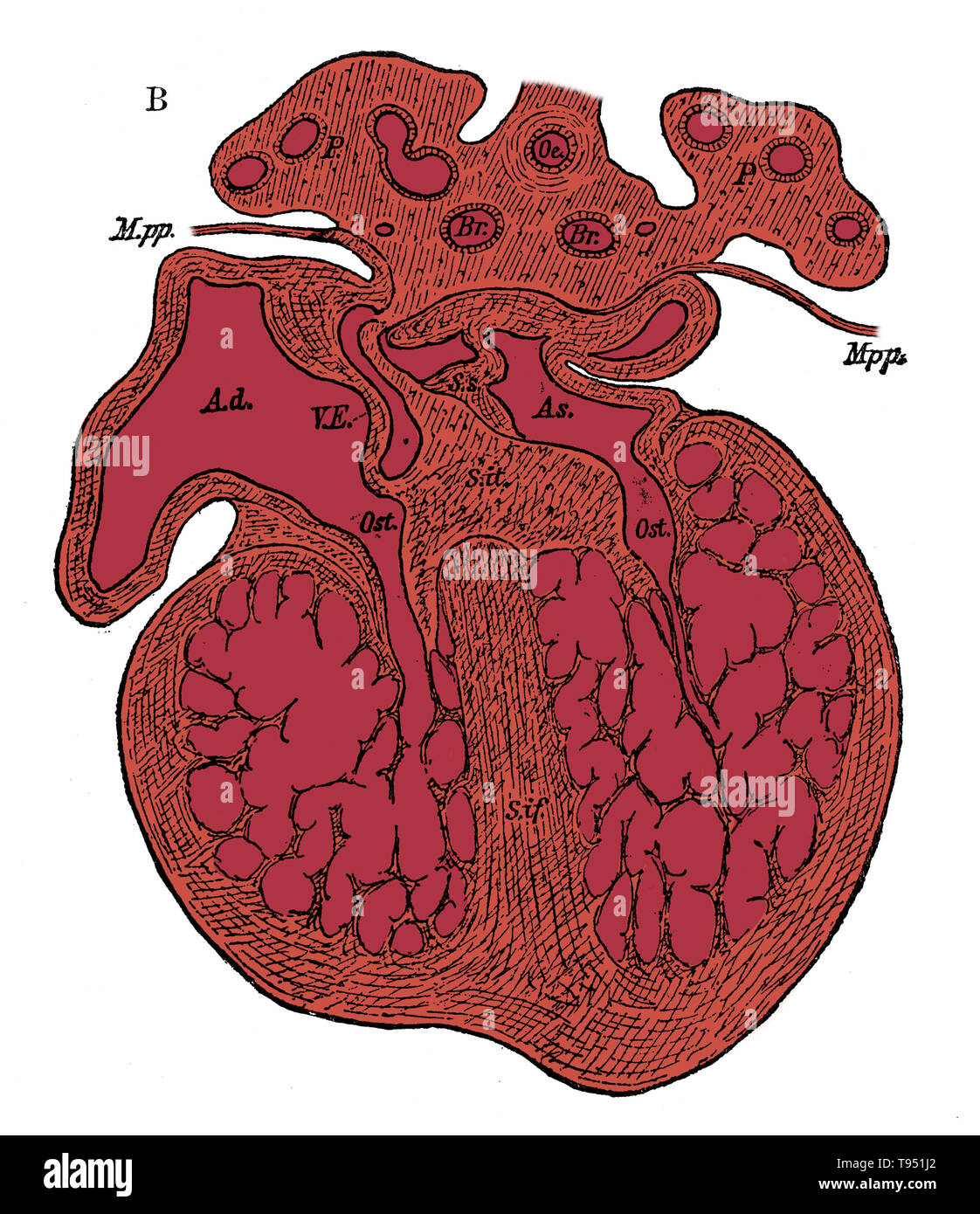 Section through the heart of human embryo showing the formation of the cardiac septa and the auriculo-ventricular valves, (see 9N3690) from a somewhat more advanced embryo. Ad, As, right and left auricle; Ost, auriculo-ventricular apertures; S.s, septum superior of auricles; S. it, endocardial cushion (septum intermedium); S. if, septum infers ventriculorum, now denser and more muscular. Stock Photo