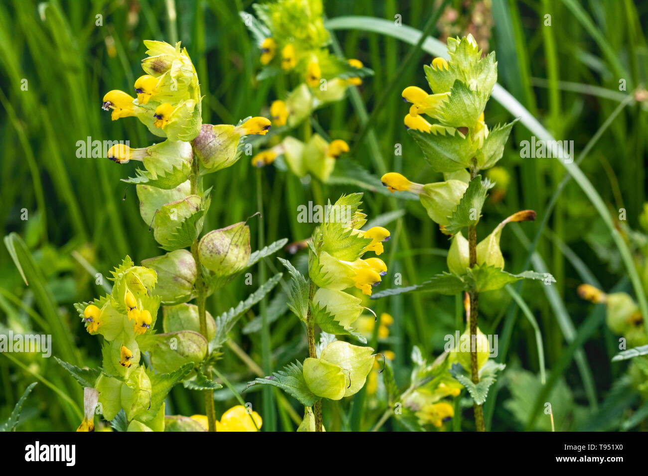 Close up detail of a Group of Yellow Rattle flowers (Rhinanthus minor