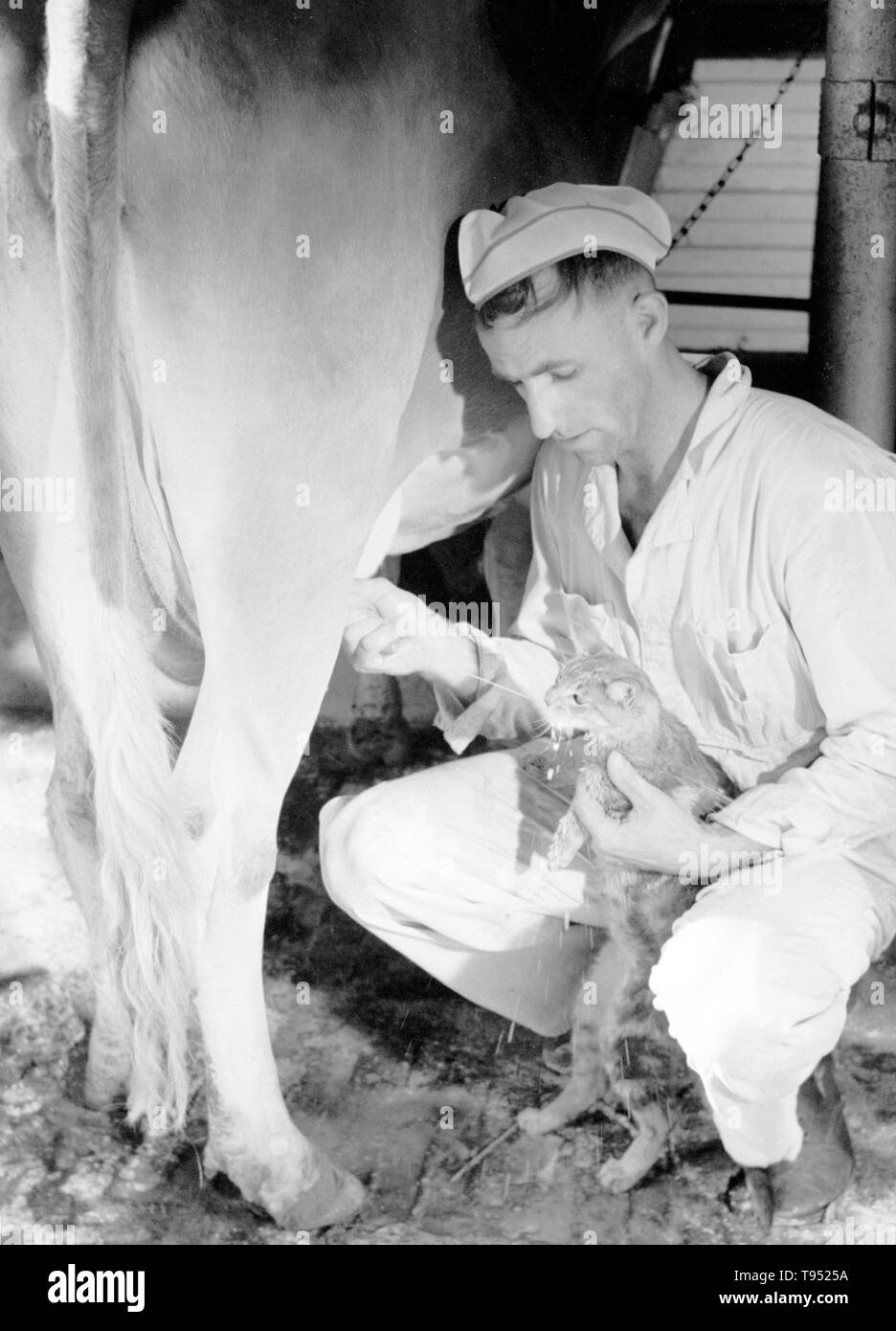 Entitled: 'Milker gives pet cat some milk direct from cow, Brandtjen Dairy Farm, Dakota County, Minnesota'. Milking is the act of removing milk from the mammary glands of cattle, water buffalo, goats, sheep and more rarely camels, horses and donkeys. Milking may be done by hand or by machine, and requires the animal to be currently or recently pregnant. The milker may refer either to the animal that produces the milk or the person who milks said animal. Photographed by Arthur Rothstein, 1939. Stock Photo