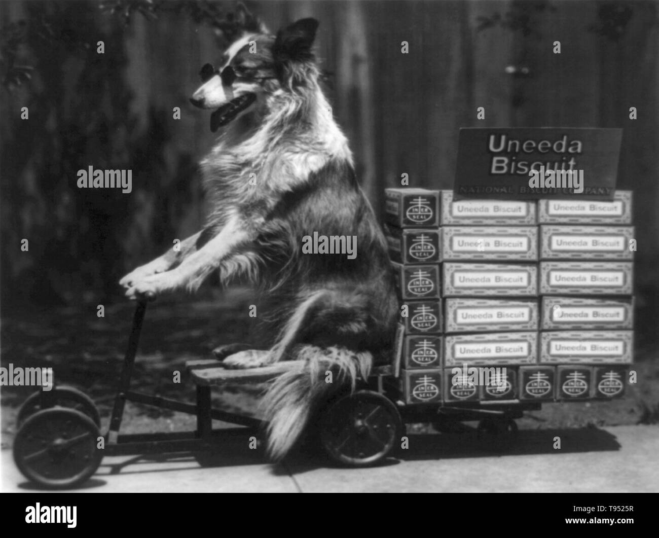 Entitled: 'Collie's special delivery' dog posed on toy wagon loaded with Uneeda biscuit cartons. Nabisco (from the National Biscuit Company) is an American manufacturer of cookies and snacks. A son of Robert Gair, the package manufacturer, said, ''You need a name,'' and from this sentence came the name 'Uneeda.' The Uneeda biscuit looked promising, but Green had to make sure it got to customers fresh, so it was the first to use the In-Er Seal package in 1898. Stock Photo