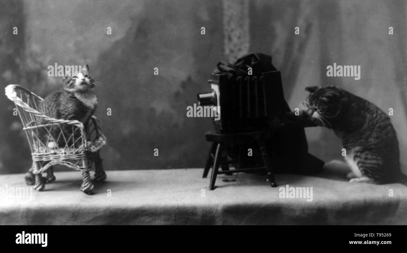 Entitled: 'In the Rogue's Gallery' cat is posed seated on a chair in front of another cat operating a camera. No photographer credited, 1898. Stock Photo