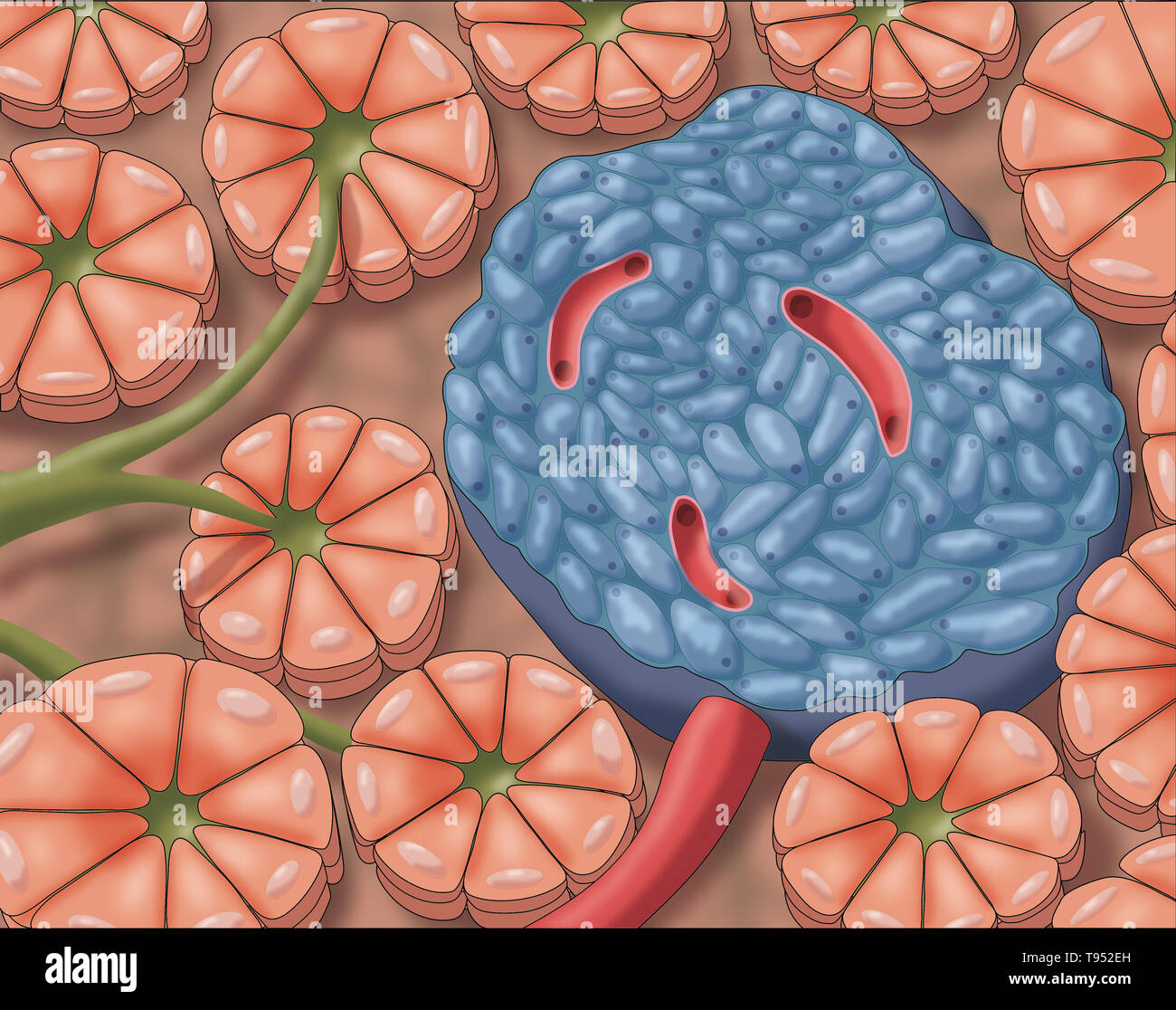 Illustration of pancreatic islets, also called islets of Langerhans, tiny clusters of cells scattered throughout the pancreas. Stock Photo