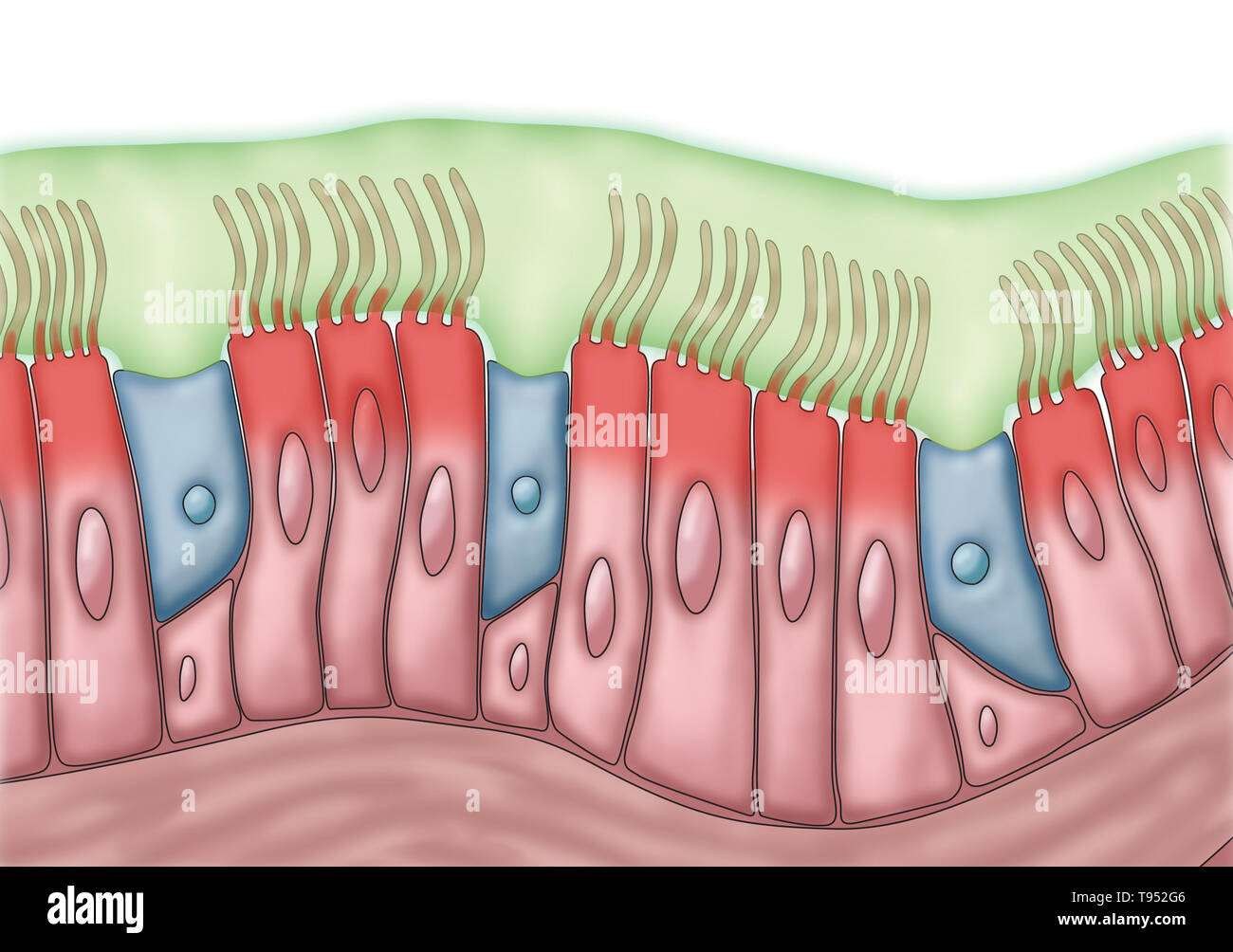 Medical illustration depicting cilia and mucus. The rhythmic back and forth movement of the cilia move mucus and trapped particles, such as bacteria and viruses, out of the sinuses. Stock Photo