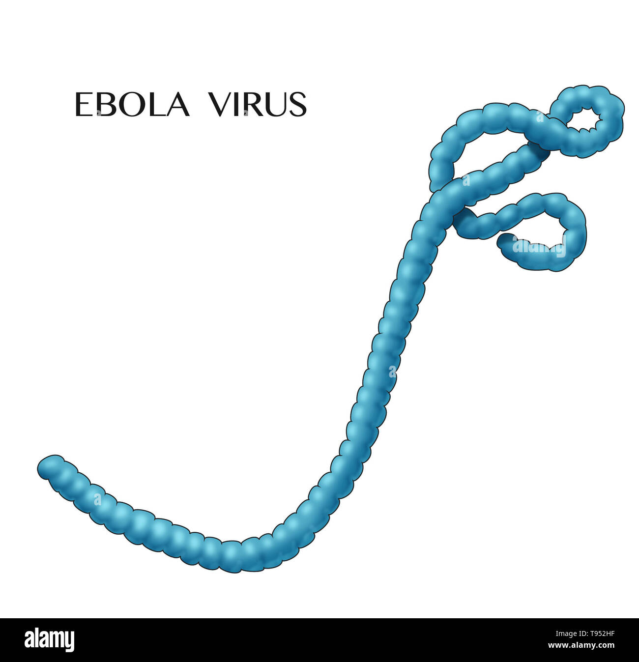Illustration of the Ebola virus. Ebola causes a severe and often fatal hemorrhagic fever in humans and other mammals, known as Ebola virus disease. Stock Photo