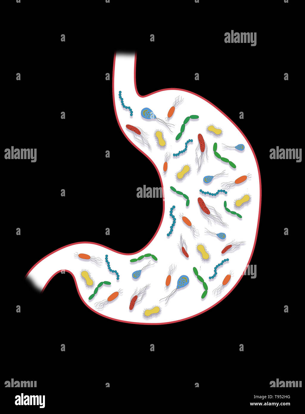 Illustration depicting gut bacteria in the stomach. Stock Photo
